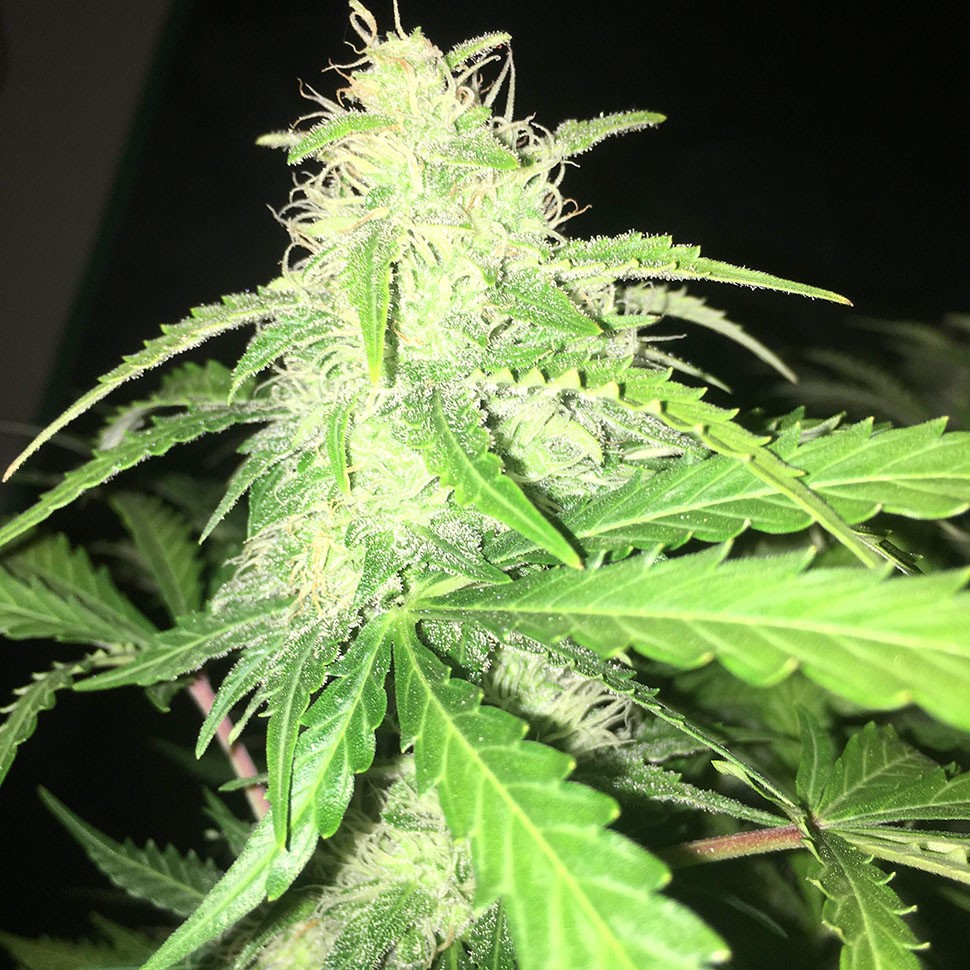 купить семена конопли в Казахстане Auto Alter Ego feminised купить семена конопли в Казахстане Auto Alter Ego feminised