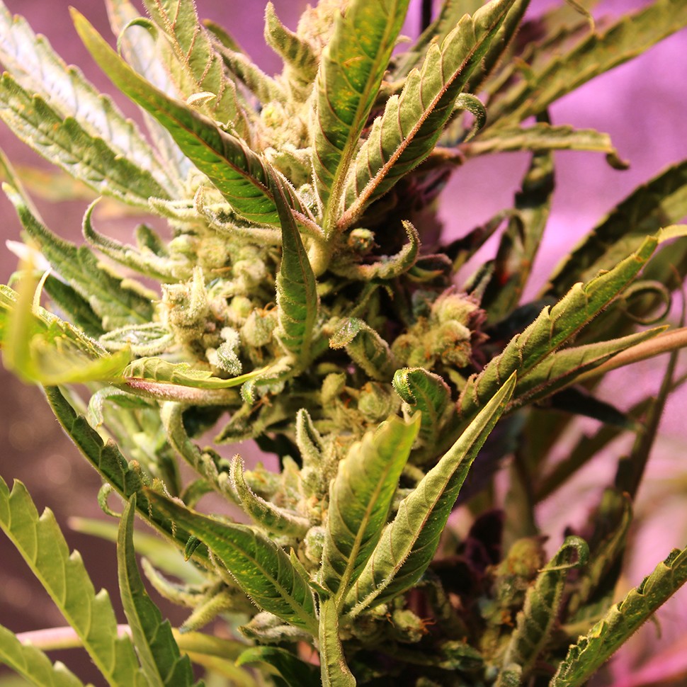 купить качественные семена конопли  Irbis feminised