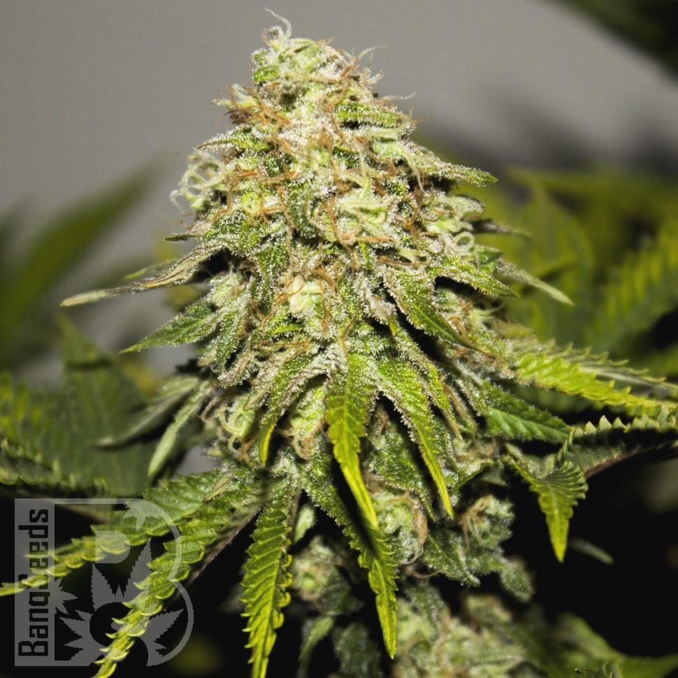 Семена каннабиса  Auto Skunk feminised Ganja Seeds