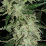 Семена каннабиса  Auto Skunk feminised Ganja Seeds