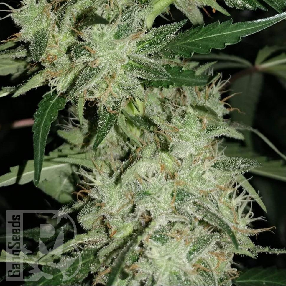 Семена каннабиса  Auto Skunk feminised Ganja Seeds