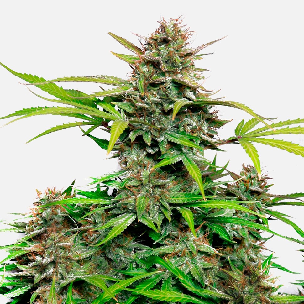 Семена ганжа  Auto Snow Queen feminised Ganja Seeds