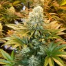 Семена каннабиса  Banana Punch feminised Ganja Seeds