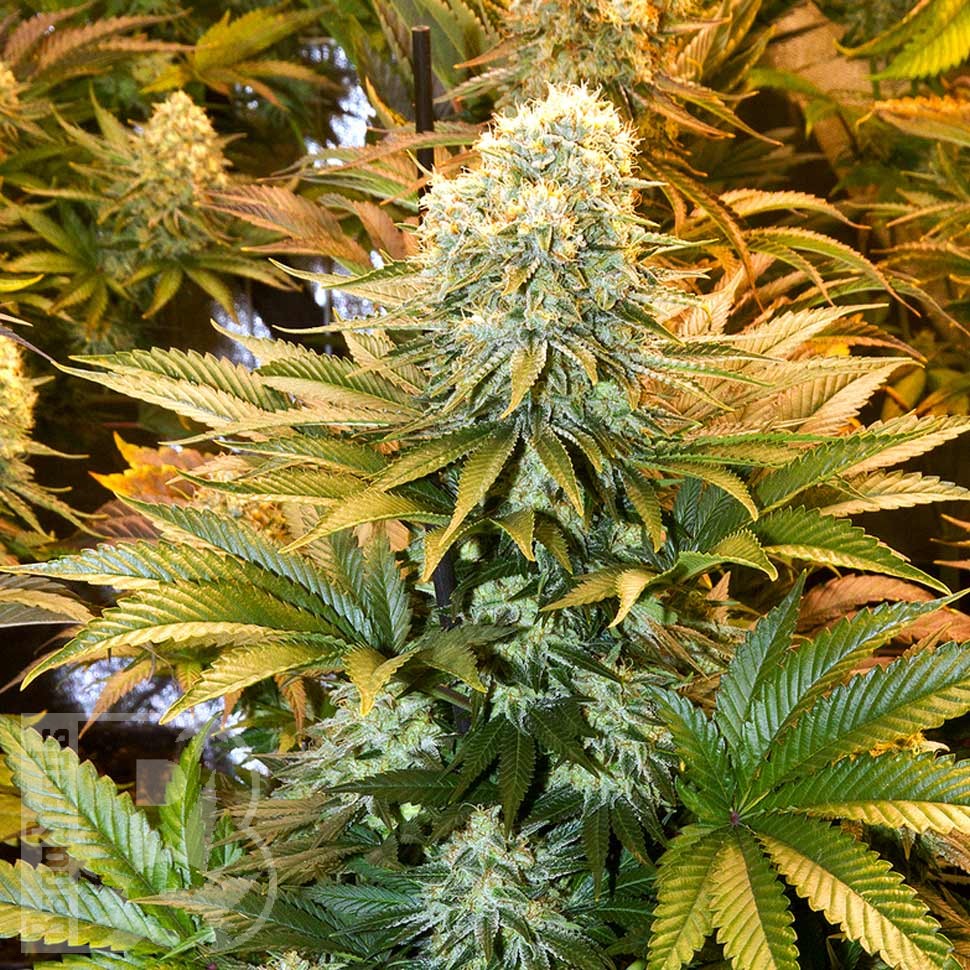 Семена каннабиса  Banana Punch feminised Ganja Seeds
