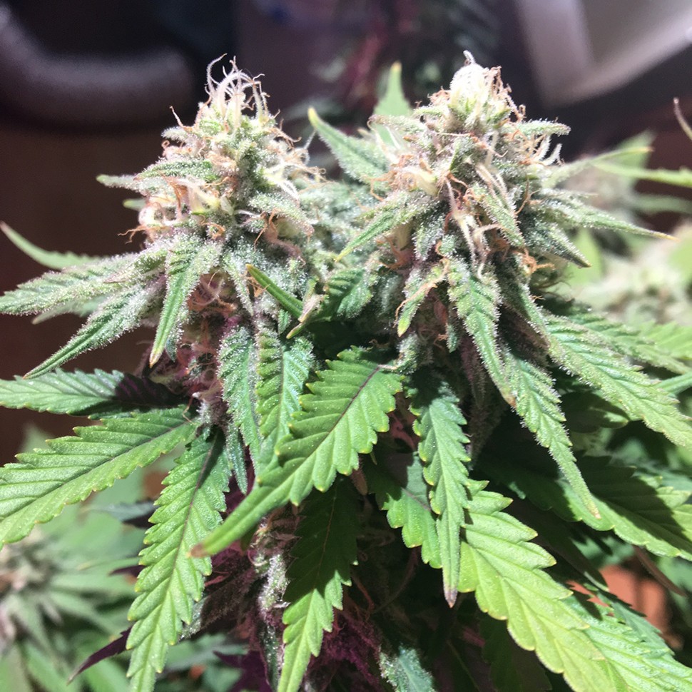 Семена M8 feminised Ganja Seeds