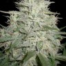 Семена M8 feminised Ganja Seeds Семена M8 feminised Ganja Seeds