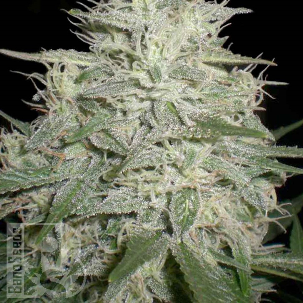 Семена M8 feminised Ganja Seeds Семена M8 feminised Ganja Seeds