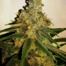 Семена M8 feminised Ganja Seeds Семена M8 feminised Ganja Seeds