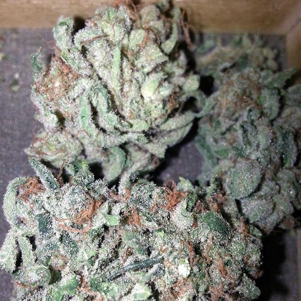 купить семена сортовой конопли Auto Creative Reactor feminised купить семена сортовой конопли Auto Creative Reactor feminised