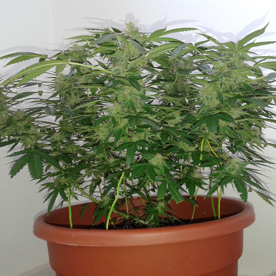 Семена конопли Auto Magnum feminised Ganja Seeds