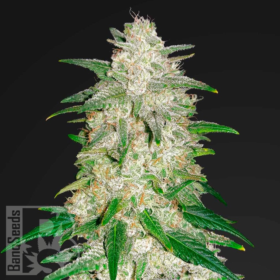 Семена  Auto Gelato feminised Ganja Seeds