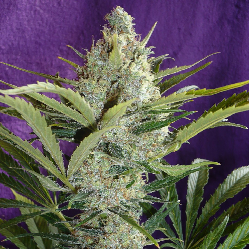Семена конопли  Black Widow regular Ganja Seeds