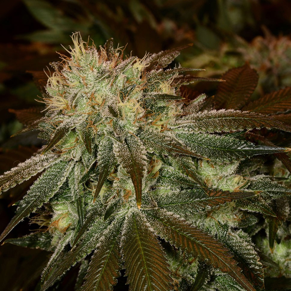 Семена  Cheese feminised Ganja Seeds