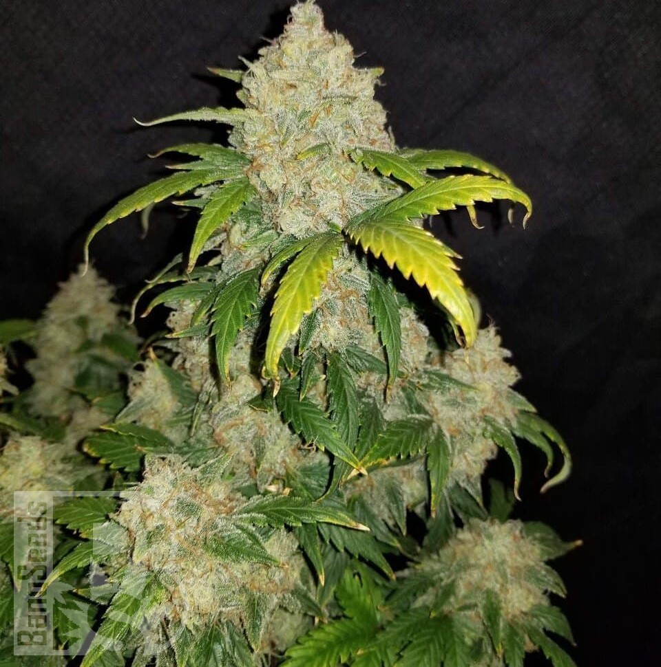 Семена ганжа  Auto Adonis feminised Bang Seeds