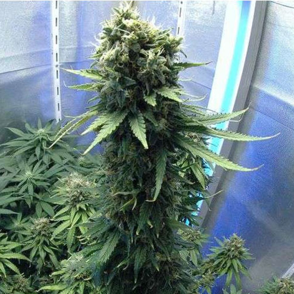 Семена ганжа  Jasybay feminised Bang Seeds