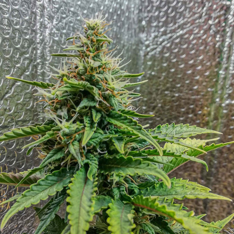 Семена марихуаны  Auto Royal AK feminised Ganja Seeds