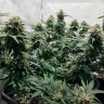 Семена конопли автоцветов Auto Royal AK feminised Ganja Seeds