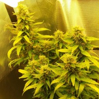 Auto Great White feminised Ganja Seeds