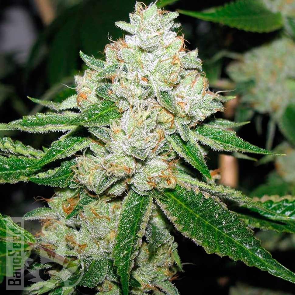 Семена каннабиса  Hell's Angel OG feminised Ganja Seeds