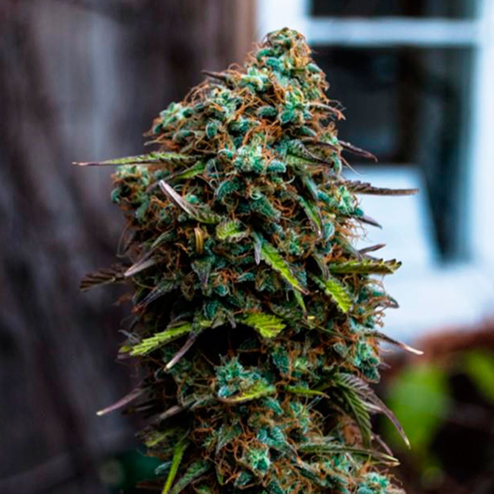 Семена ганжа  Cheese regular Ganja Seeds