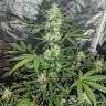 Auto Maxigom x Northern Lights feminised Ganja Seeds