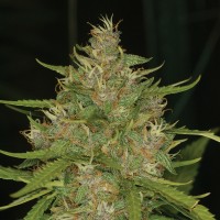 Chill OM feminised Ganja Seeds