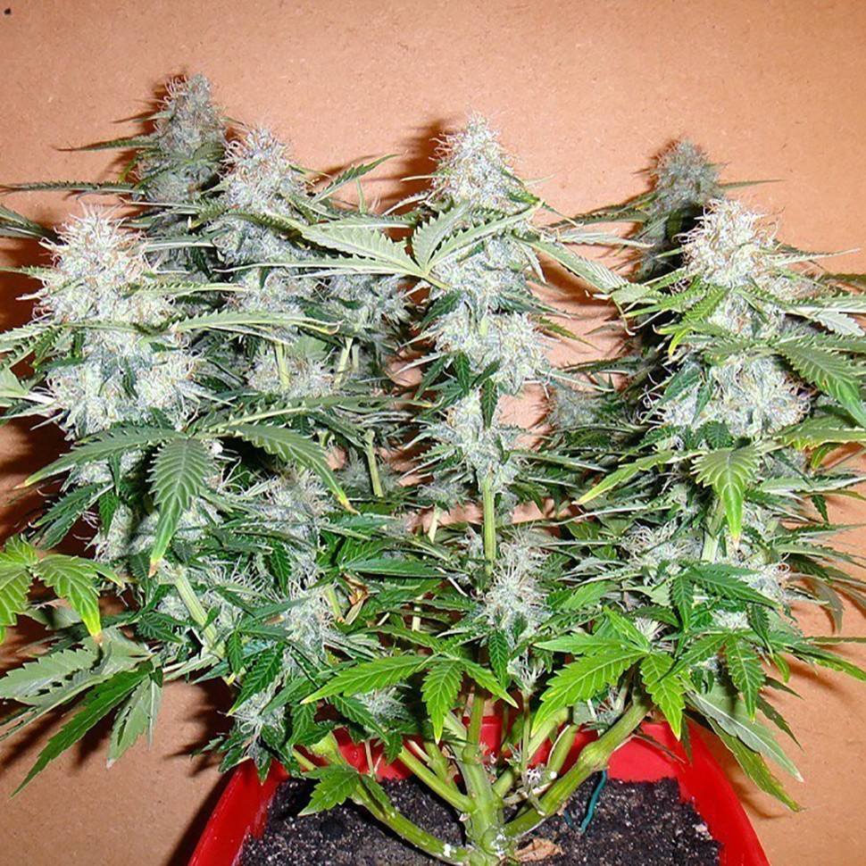 Семена марихуаны  Auto Alakol feminised Bang Seeds