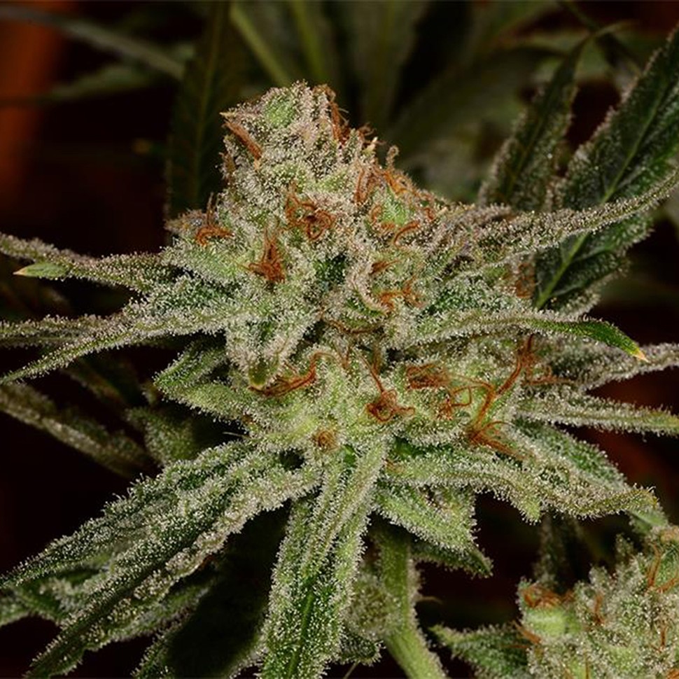 Семена  Karakum feminised Bang Seeds