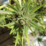 Семена марихуаны Auto Killer Kush feminised Ganja Seeds