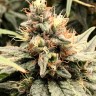 Семена ганжа  Семена Mandarine feminised Ganja Seeds