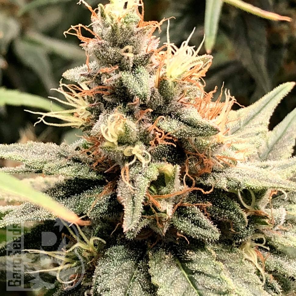 Семена ганжа  Семена Mandarine feminised Ganja Seeds