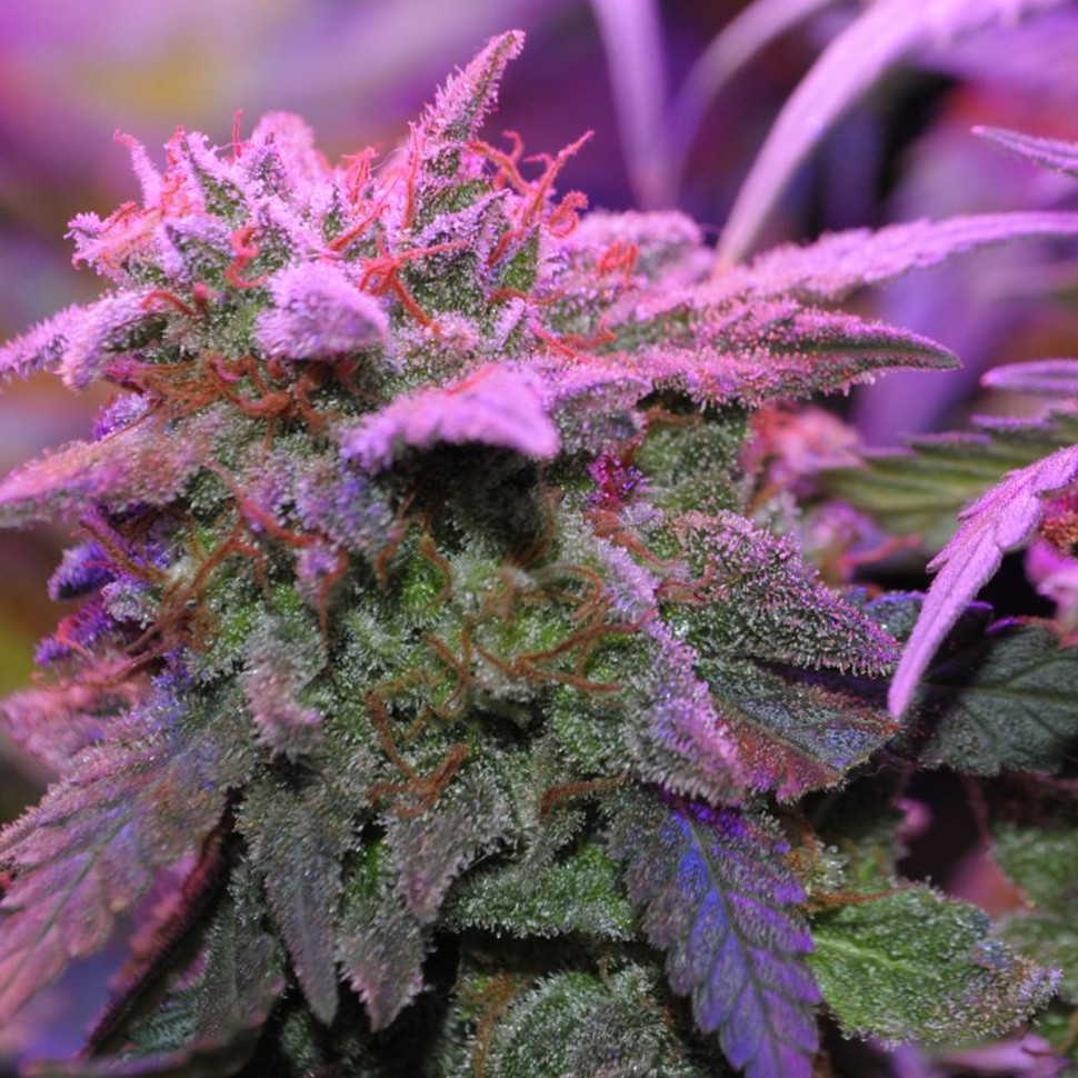 Семена ганжа  Critical Sensi Star feminised Ganja Seeds