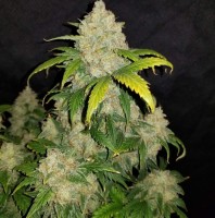 Auto Altay feminised Bang Seeds