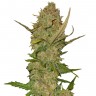 Karasora feminised Bang Seeds