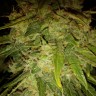 Семена недорого Auto Himalaya Blue Diesel feminised Ganja Seeds Семена недорого Auto Himalaya Blue Diesel feminised Ganja Seeds