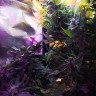 Auto Himalaya Blue Diesel feminised Ganja Seeds купить семена Auto Himalaya Blue Diesel feminised Ganja Seeds купить семена