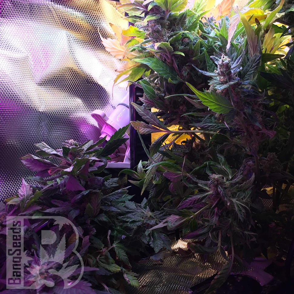 Auto Himalaya Blue Diesel feminised Ganja Seeds купить семена Auto Himalaya Blue Diesel feminised Ganja Seeds купить семена