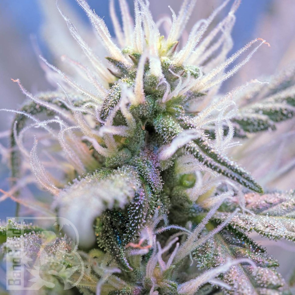 Качественные семена конопли Auto Himalaya Blue Diesel feminised Ganja Seeds Качественные семена конопли Auto Himalaya Blue Diesel feminised Ganja Seeds