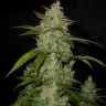 Семена Auto Himalaya Blue Diesel feminised Ganja Seeds Семена Auto Himalaya Blue Diesel feminised Ganja Seeds