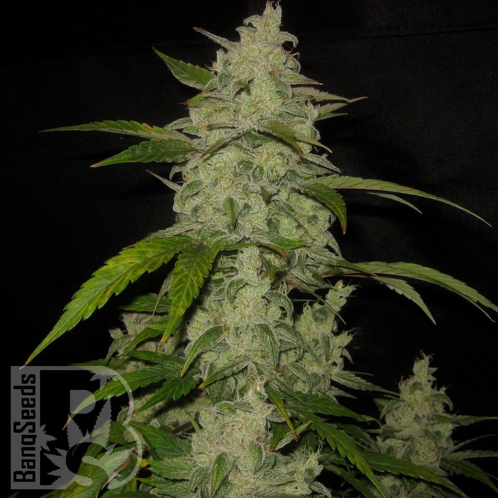 Семена Auto Himalaya Blue Diesel feminised Ganja Seeds Семена Auto Himalaya Blue Diesel feminised Ganja Seeds