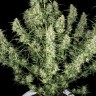Семена Auto Himalaya Blue Diesel feminised Ganja Seeds Семена Auto Himalaya Blue Diesel feminised Ganja Seeds