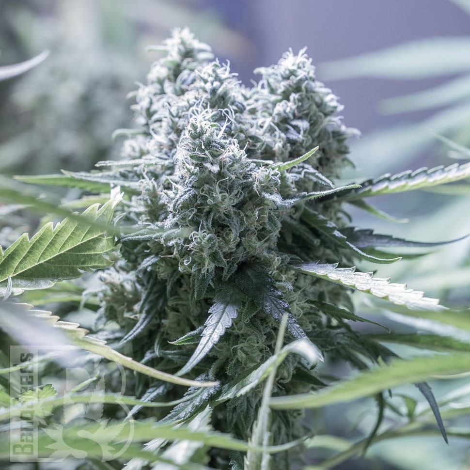 Семена ганжа  Critical CBG feminised Ganja Seeds