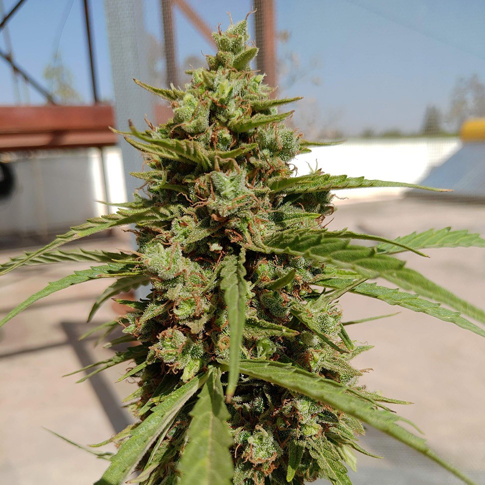 Семена ганжа  Auto Lennon regular Ganja Seeds