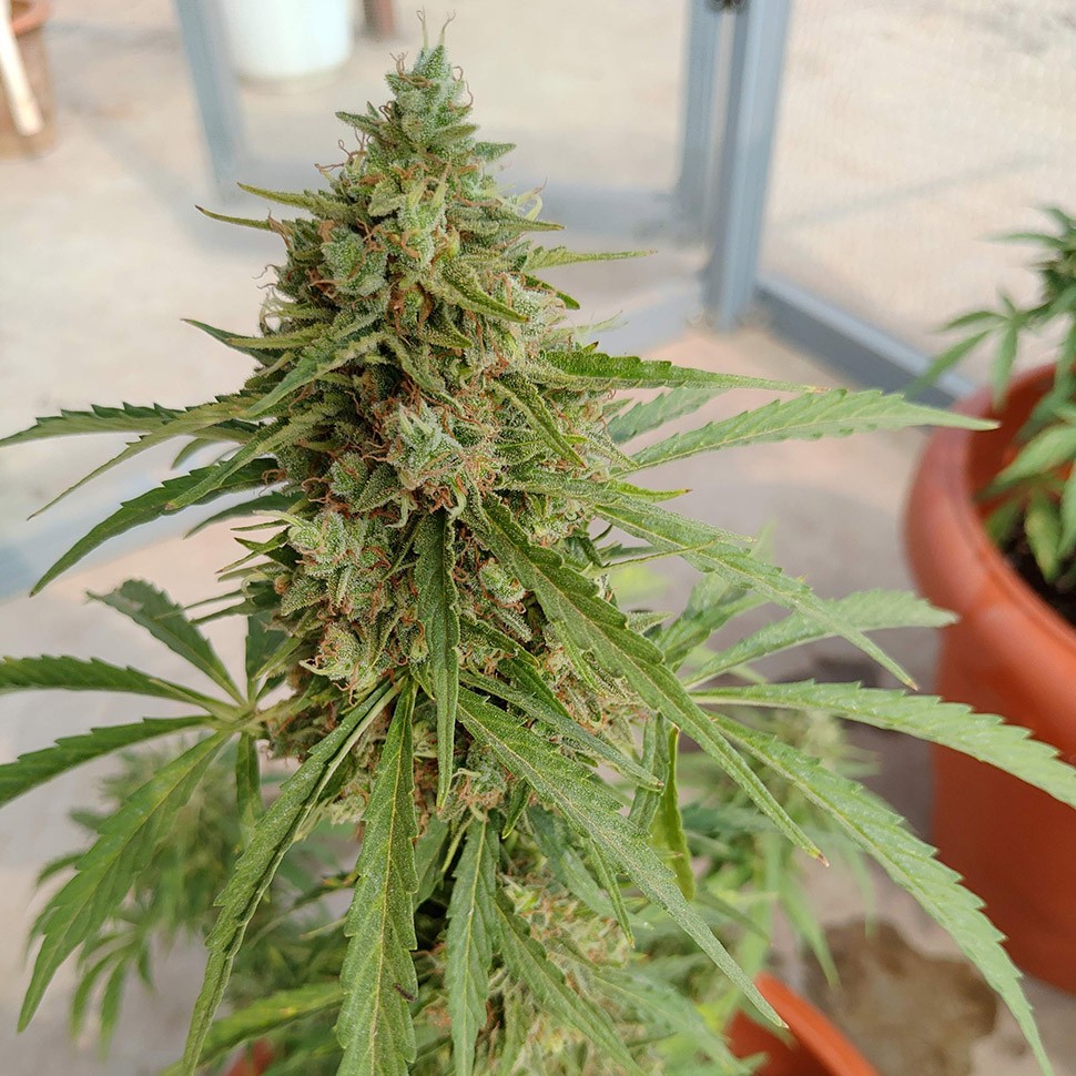 заказать семена конопли Алматы Auto Lennon reg