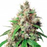 Семена марихуаны в Казахстане Auto Euphoria feminised Ganja Seeds