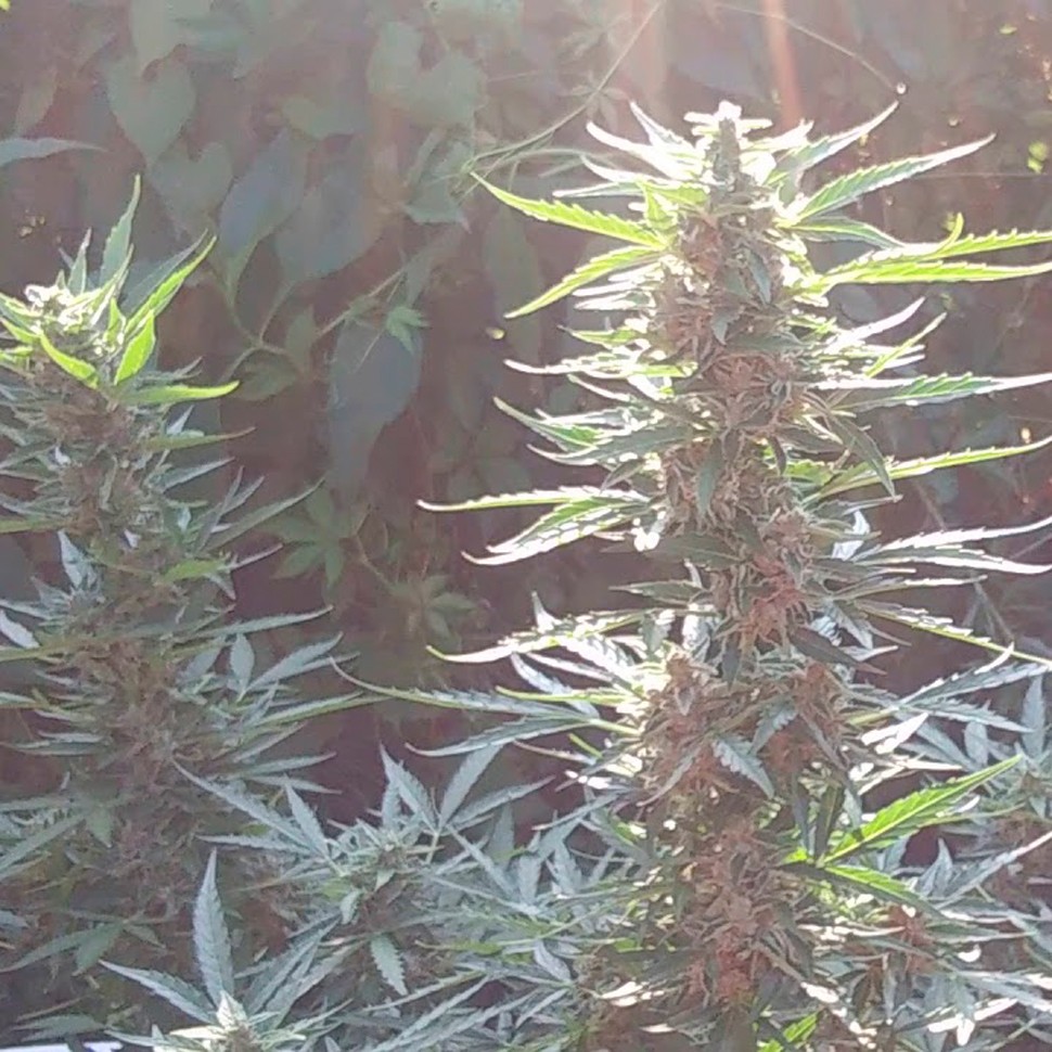 Семена марихуаны  Auto Blue Mazar feminised Ganja Seeds