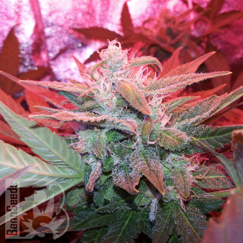 Семена каннабиса  Auto Haze 2.0 feminised Ganja Seeds