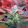 Семена конопли Auto Haze 2.0 feminised Ganja Seeds