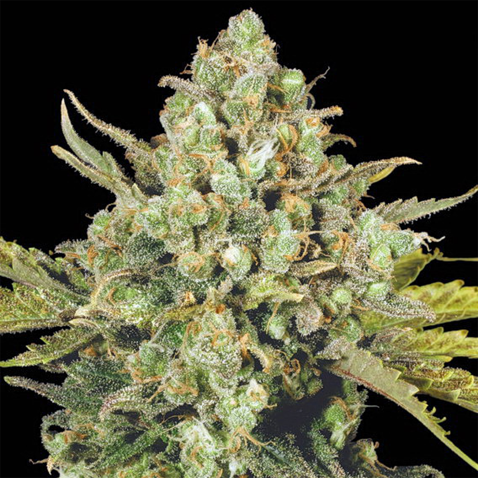заказать семена конопли White Widow feminised