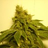 заказать семена конопли почтой White Widow feminised